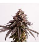 KANNABIA Gelato-K