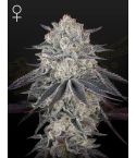 Green House Seeds FullGas