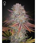 Green House Seeds Pulp Friction