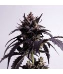 KANNABIA Ginger Punch Auto