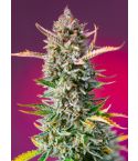 Sweet Seeds Gorilla Sherbet F1 Fast Version