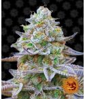 BARNEY´S FARM Gorilla Zkittles