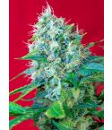 SWEET SEEDS Green Poison