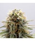 KANNABIA GSC