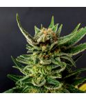KANNABIA Gypsy Kush