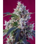 Sweet Seeds Indigo Berry Kush