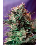 SWEET SEEDS Jack 47