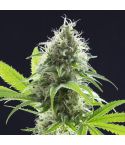 KANNABIA Kama Kush CBD