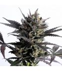 KANNABIA Lemon Haze Auto