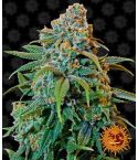 BARNEY´S FARM Liberty Haze