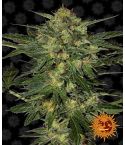 BARNEY´S FARM LSD