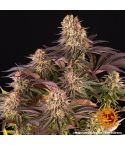 Barney´s Farm Mimosa x Orange punch