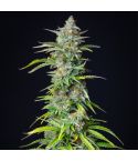 Royal Queen Seeds Northern Light Automatic
