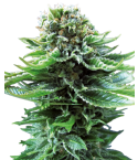 Sensi Seeds Northern Lights Automatic