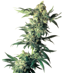 SENSI SEEDS Northern Lights
