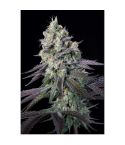 Paradise Seeds Purple Mints
