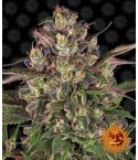BARNEY´S FARM Peyote Critical
