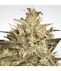 Paradise Seeds Atomical Haze