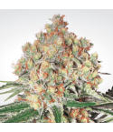 PARADISE SEEDS Auto Wappa