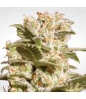 Paradise Seeds Belladonna