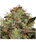 PARADISE SEEDS Chocolate Wafflez
