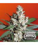 Paradise Seeds L.A. Amnesia