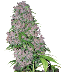 Sensi White Label - Purple bud