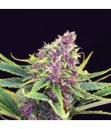 KANNABIA Purple Kush
