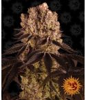 BARNEY´S FARM Purple Punch
