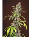 SWEET SEEDS Red Mandarine F1 Fast Version