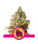 ROYAL QUEEN SEEDS Royal Gorila