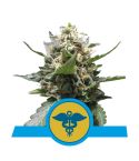 Royal Queen Seeds Royal Medic