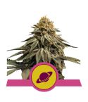 Royal Queen Seeds Royal Skywalker