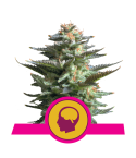ROYAL QUEEN SEEDS Amnesia Haze