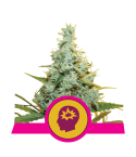 ROYAL QUEEN SEEDS Fat Banana