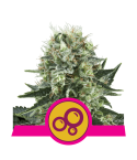 Royal Queen Seeds Bubble kush