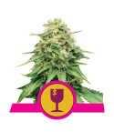 Royal Queen Critical
