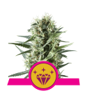 ROYAL QUEEN SEEDS Special Kush 1