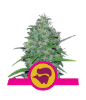 ROYAL QUEEN SEEDS Skunk XL