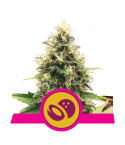 ROYAL QUEEN SEEDS Somago xl