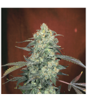 Serious Seeds AK 47