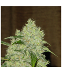Serious Seeds Bubble Gum