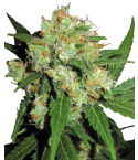 SENSI SEEDS Sensi Skunk