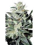 PARADISE SEEDS Sensi Star