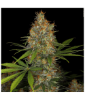 Serious Seeds Strawberry AK