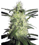 SENSI SEEDS Silver Haze
