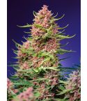 Sweet Seeds Strawberry Cola Sherbet F1 Fast Version