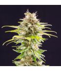 KANNABIA Super OG Kush