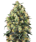 Sensi Seeds Skunk #1 Automatic