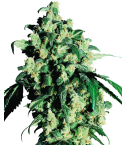 SENSI SEEDS Super Skunk